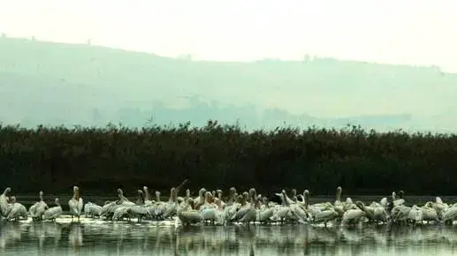 עגורים בעמק החולה (קקל) עגורים בעמק החולה (קקל)