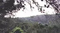 יערות הכרמל (מאתר תור חיפה) יערות הכרמל (מאתר תור חיפה)
