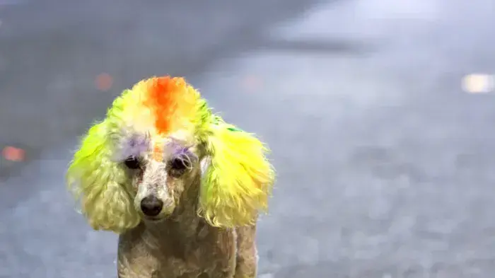 כלב במצעד הגאווה של ניו יורק כלב במצעד הגאווה של ניו יורק