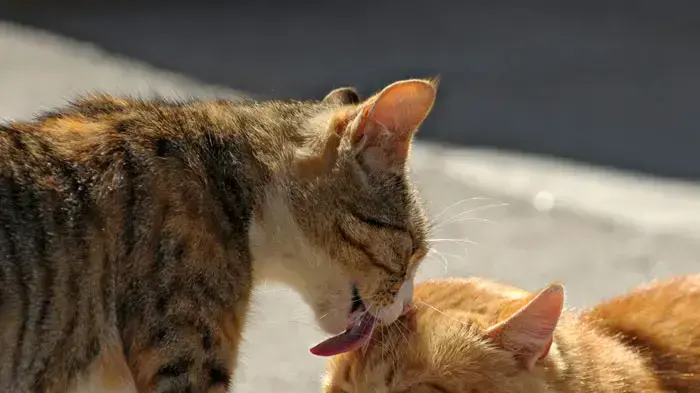 אילוסטרציה אילוסטרציה