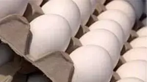 ביצים בקרטון ביצים בקרטון