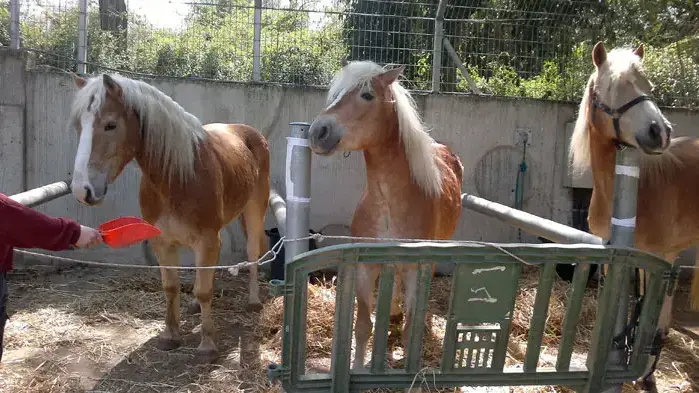 סוסי הפלינגר במרכז ספורט הרכיבה, רמת גן, מרץ 2011 סוסי הפלינגר במרכז ספורט הרכיבה, רמת גן, מרץ 2011