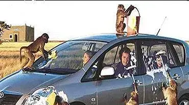 קופים שוטפים מכונית